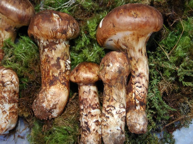 助推食用菌產業發展 云南已破解94種野生菌基因“天書”