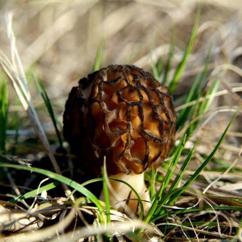 村里一種野生菌,現在逐步減少,一斤600多元價值很珍貴