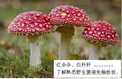 預(yù)防毒蘑菇中毒,這些事你該知道